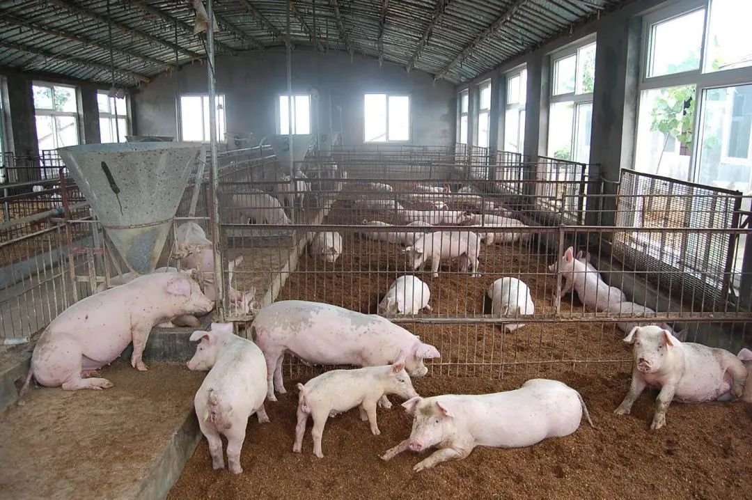 動物無害化處理廠，惡臭異味危害大，<a href='/' style='color: blue;' target='_blank'>工業(yè)除臭劑</a>起作用！.jpg