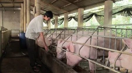養(yǎng)殖場臭味難治理？潔匠凈化幫您輕松解決！.jpg